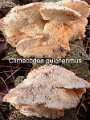 Climacodon pulcherimus-amf1481
